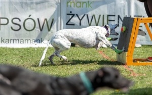 Miłośnicy czworonogów zjechali do Stolarzowic na wyścigi psich sztafet (6)