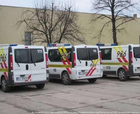Dzikie warchlaki między blokami - locha może zaatakować bez ostrzeżenia