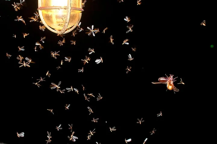 Obrazek przedstawia grafikę promocyjną wydarzenia Spotkania miłośników entomologii w Bytomiu – terminy 2025