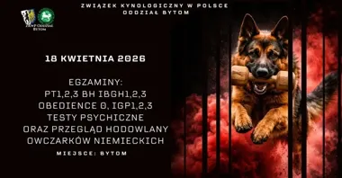 Grafika promocyjna wydarzenia Egzaminy kynologiczne ZKwP Bytom: PT, BH, IBGH, IGP, Obedience i testy psychiczne