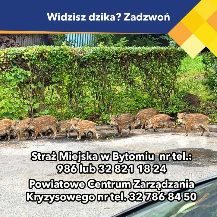 591 dzików odprowadzono do lasu. W Bytomiu problem nie znika