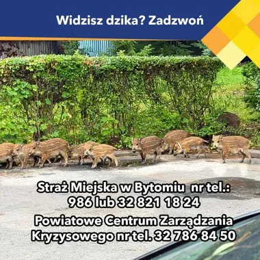591 dzików odprowadzono do lasu. W Bytomiu problem nie znika