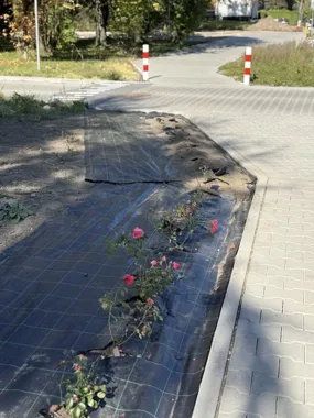 Zamiast róż przy ulicy Nickla zostały dziury. Rośliny skradziono nocą