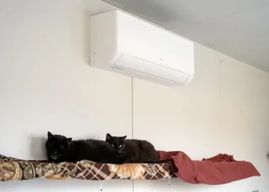 Kociarnia w Bytomiu zyskała chłodniejszy oddech i więcej miejsca na opiekę