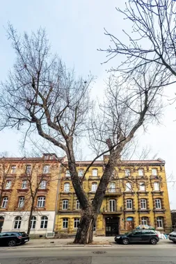 Stara topola przy Piłsudskiego przeszła test, który miał rozwiać obawy