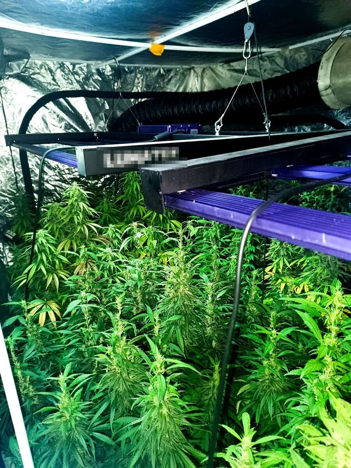 Mieszkanie w Bytomiu kryło plantację i 3 kg marihuany