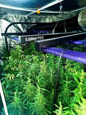 Mieszkanie w Bytomiu kryło plantację i 3 kg marihuany